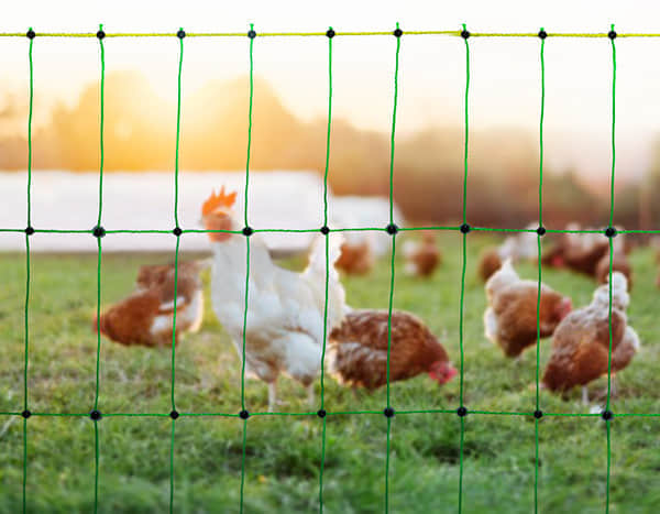 Malla para aves de corral